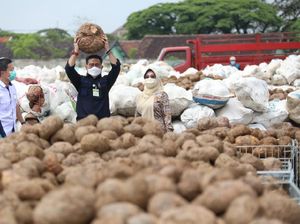 Harga Porang & Walet di Sulsel Tinggi, Petani Langsung Naik Haji