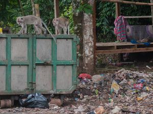 Habitat Terganggu, Monyet di Lebak Mengais Sampah