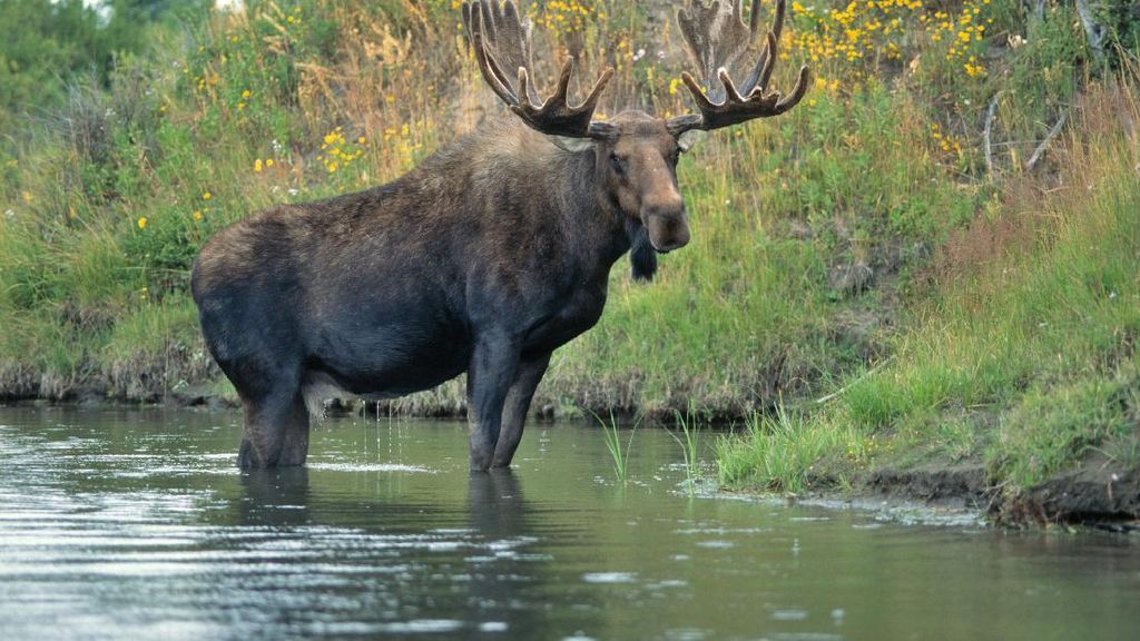 Foto: Moose, Si Rusa Terbesar di Dunia