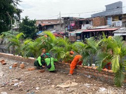 Taman Samping Jembatan Kota Paris Terus Dikerjakan, Palem Kuning Ditanam