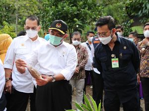 Tembus Pasar Asia, Ekspor Porang Senilai Rp 924 M di 2020