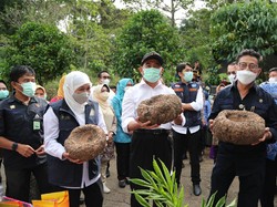 Produksi Umbi Basah Porang Madiun Capai 50,1 Ton di 2020