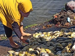 Puluhan Ton Ikan di Waduk Darma Kuningan Mati Mendadak