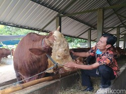 Daging dan Ternak dari Tulungagung Dilarang Masuk Blitar Jelang Idul Adha
