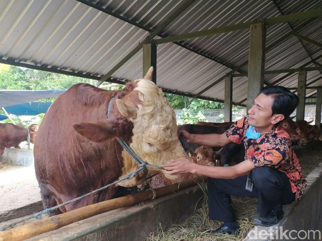 Daging dan Ternak dari Tulungagung Dilarang Masuk Blitar Jelang Idul Adha Daging dan Ternak dari Tulungagung Dilarang Masuk Blitar Jelang Idul Adha