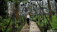Bandung Siaga 1, Intip Lagi Yuk Keindahan Orchid Forest Cikole