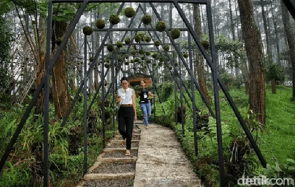 Sepoi-sepoi Wisata Alam Orchid Forest Cikole