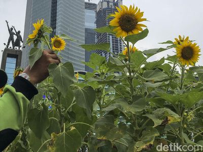 Bunga Matahari Percantik Jakarta Jelang HUT DKI ke 494