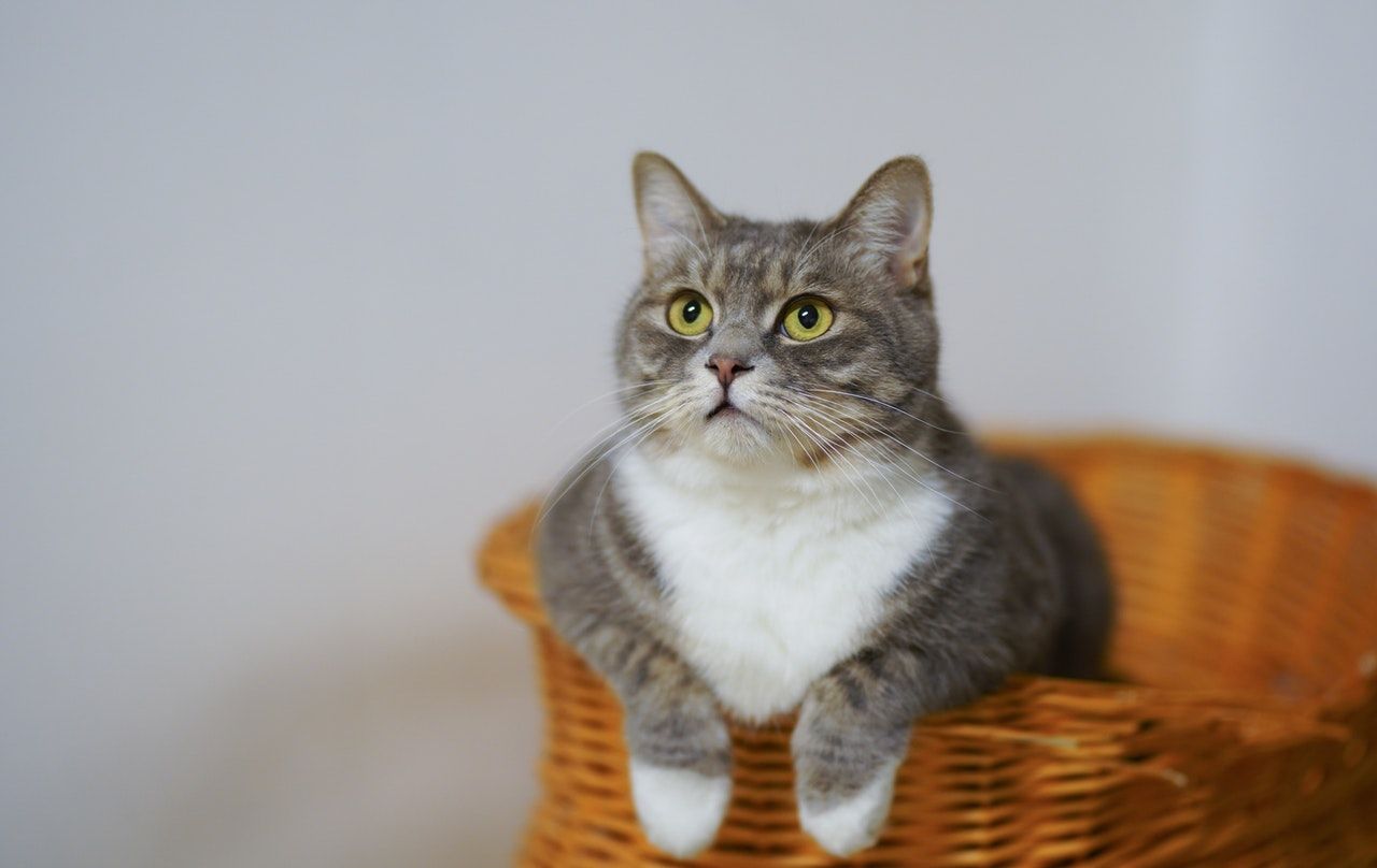 Berbeda dengan orang yang suka anjing pecinta kucing memiliki karakter yang cenderung lebih tertutup atau introvert