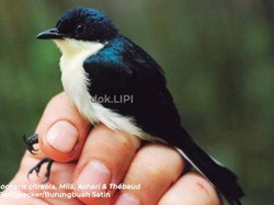 LIPI Temukan Burungbuah Jenis Baru di Pegunungan Kumawa Papua Barat