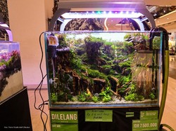 Mengenal Aquascape: Sejarahnya di Indonesia dan Komponen Penting Pembuatannya