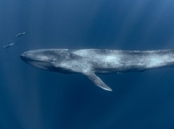 Populasi Paus Biru Langka Ditemukan, Berkat... Alat Detektor Bom!