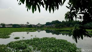 Penampakan Setu Rompong Tangsel yang Dipenuhi Eceng Gondok