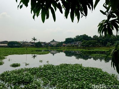 Penampakan Setu Rompong Tangsel yang Dipenuhi Eceng Gondok