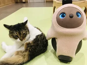 Buat Pecinta Kucing, Mungkin Ini Pet Store Paling Menyenangkan di Dunia