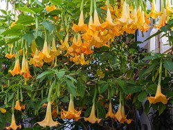 Mengenal Alat Kelamin Jantan pada Bunga dan Proses Penyerbukannya