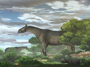 Fosil Badak Raksasa dengan Berat 4 Kali Gajah Afrika Ditemukan di China