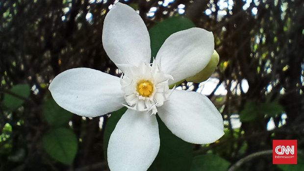 Hasil foto Realme 8