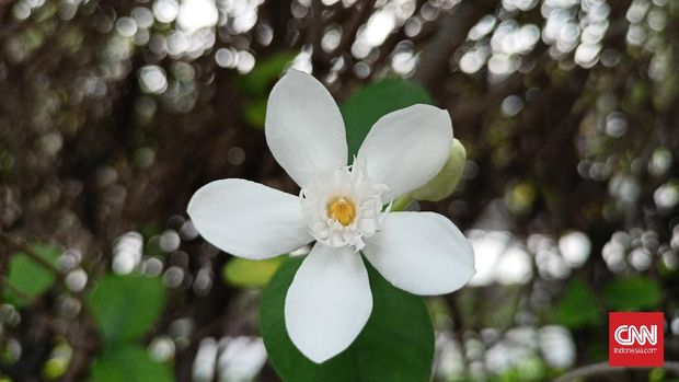 Hasil foto Realme 8 Hasil foto Realme 8
