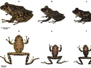 Spesies Kodok Baru di Ekuador Dinamai Led Zeppelin Spesies Kodok Baru di Ekuador Dinamai Led Zeppelin