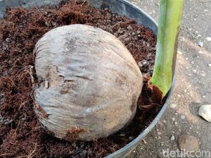 Kenapa Tunas Kelapa Jadi Lambang Pramuka? Ternyata Ini Alasannya Kenapa Tunas Kelapa Jadi Lambang Pramuka? Ternyata Ini Alasannya