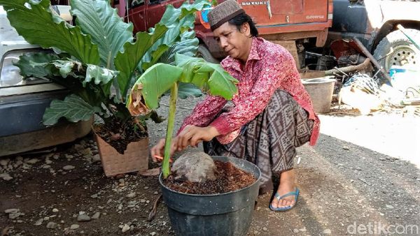 Aneh Tapi Nyata, Ada Tunas Pisang Tumbuh dari Buah Kelapa