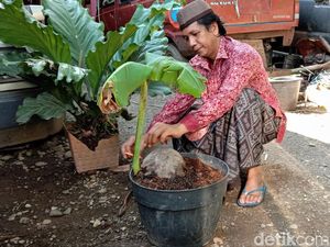 Aneh Tapi Nyata, Ada Tunas Pisang Tumbuh dari Buah Kelapa Aneh Tapi Nyata, Ada Tunas Pisang Tumbuh dari Buah Kelapa