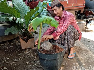 Aneh Tapi Nyata, Ada Tunas Pisang Tumbuh dari Buah Kelapa