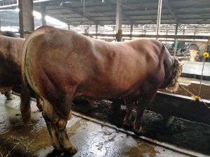 Mau Terjun Bisnis Hewan Ternak? Segini Modal yang Perlu Disiapkan