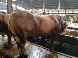 Mau Terjun Bisnis Hewan Ternak? Segini Modal yang Perlu Disiapkan