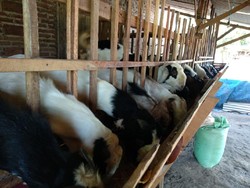 Tips Cegah Makan Hewan Kurban Berpenyakit dari Pakar Kedokteran Hewan UGM