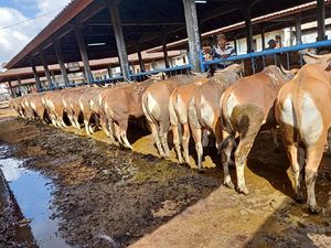 TERNYATA! Bisnis Hewan Kurban di Pandemi Masih Untung, Bisa Cuan Rp 12 M TERNYATA! Bisnis Hewan Kurban di Pandemi Masih Untung, Bisa Cuan Rp 12 M