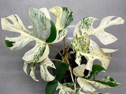 Jangan Kaget, Janda Bolong di Selandia Baru Laku Rp 363 Juta