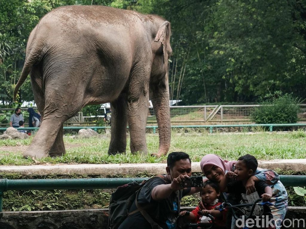 PPKM, Ribuan Satwa Ragunan Tetap Dipelihara PPKM, Ribuan Satwa Ragunan Tetap Dipelihara