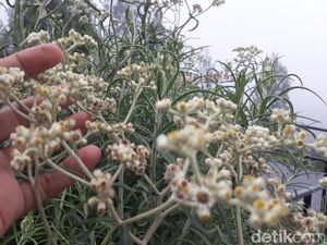 Mitos dan Fakta Bunga Edelweis, si Bunga Abadi Mitos dan Fakta Bunga Edelweis, si Bunga Abadi