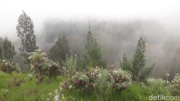Foto: Kebun Bunga Abadi dari Bromo Tengger Semeru