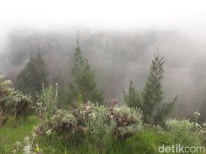 Kebun Edelweis Wonokitri, Menjaga Habitat Sang Bunga Abadi Kebun Edelweis Wonokitri, Menjaga Habitat Sang Bunga Abadi