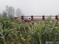 Tak Hanya Dilindungi, Bunga Edelweis Adalah Hidup Warga Tengger