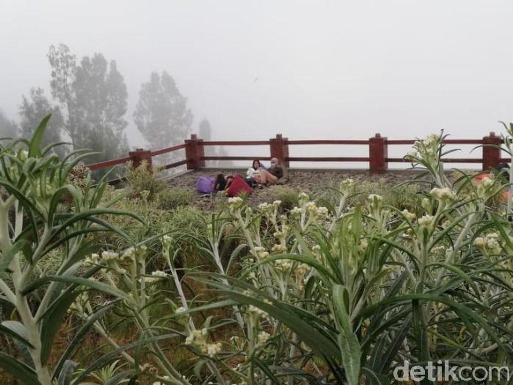 Tak Hanya Dilindungi, Bunga Edelweis Adalah Hidup Warga Tengger Tak Hanya Dilindungi, Bunga Edelweis Adalah Hidup Warga Tengger