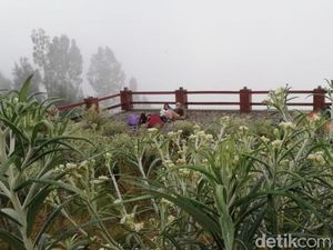 Tak Hanya Dilindungi, Bunga Edelweis Adalah Hidup Warga Tengger Tak Hanya Dilindungi, Bunga Edelweis Adalah Hidup Warga Tengger