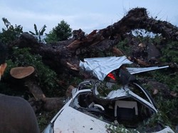Pohon di Makam Boyolali Tumbang Timpa Mobil Peziarah, 1 Orang Tewas
