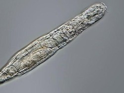 Percaya Tidak, Hewan Mini Ini Bisa Bertahan Hidup Selama 24.000 Tahun