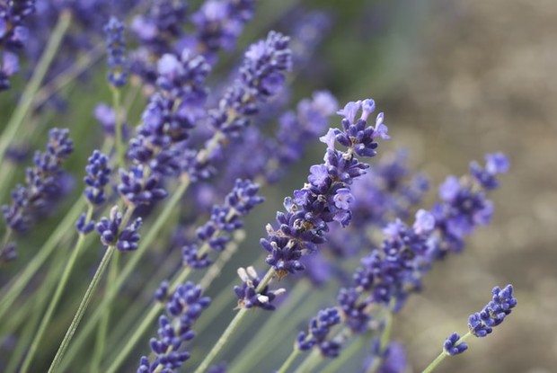 Lavender/unsplash.com