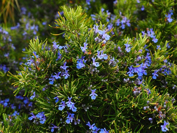 Rosemary/pixabay.com