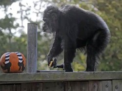 Berita Duka, Simpanse Tertua di Amerika Meninggal Dunia