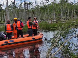 Video Tim SAR Terobos Sarang Buaya saat Evakuasi Mayat Pria