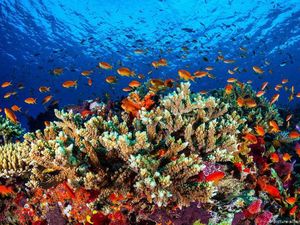 Ilmuwan Ramai-ramai Bekukan Karang The Great Barrier Reef, Ada Apa? Ilmuwan Ramai-ramai Bekukan Karang The Great Barrier Reef, Ada Apa?