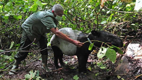 Momen Pelepasliaran Satwa di Taman Nasional Kerinci Seblat