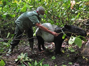 Momen Pelepasliaran Satwa di Taman Nasional Kerinci Seblat