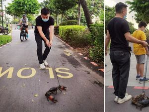 Ajak Kepiting Jalan-jalan di Taman, Pemilik Resto Seafood Minta Maaf Ajak Kepiting Jalan-jalan di Taman, Pemilik Resto Seafood Minta Maaf